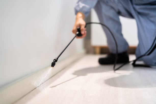 Licensed Wasp Removal service in Kibler, AR - Show Me Pest Control